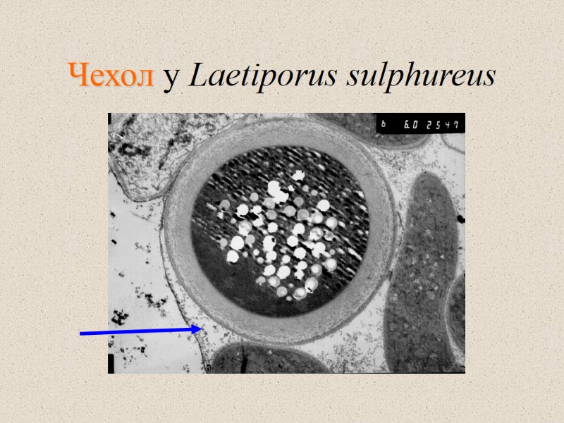 Чехол у Laetiporus sulphureus